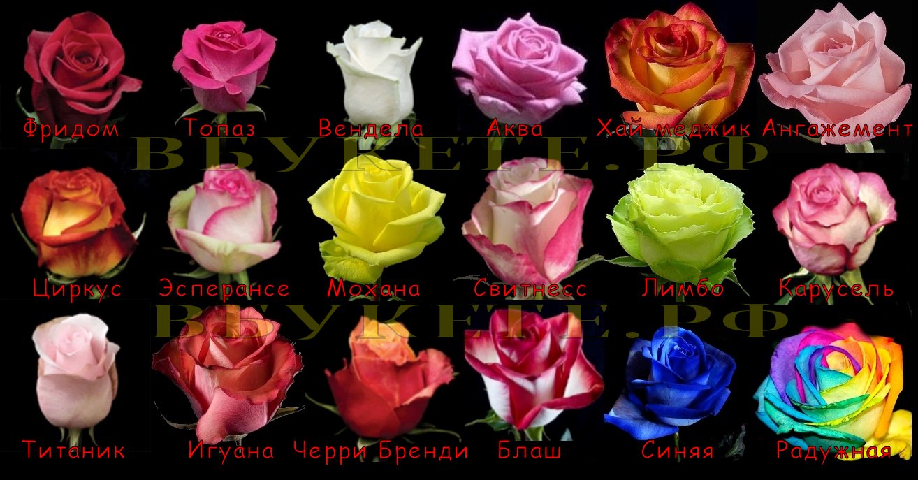 Название роз с фото и описанием на русском языке