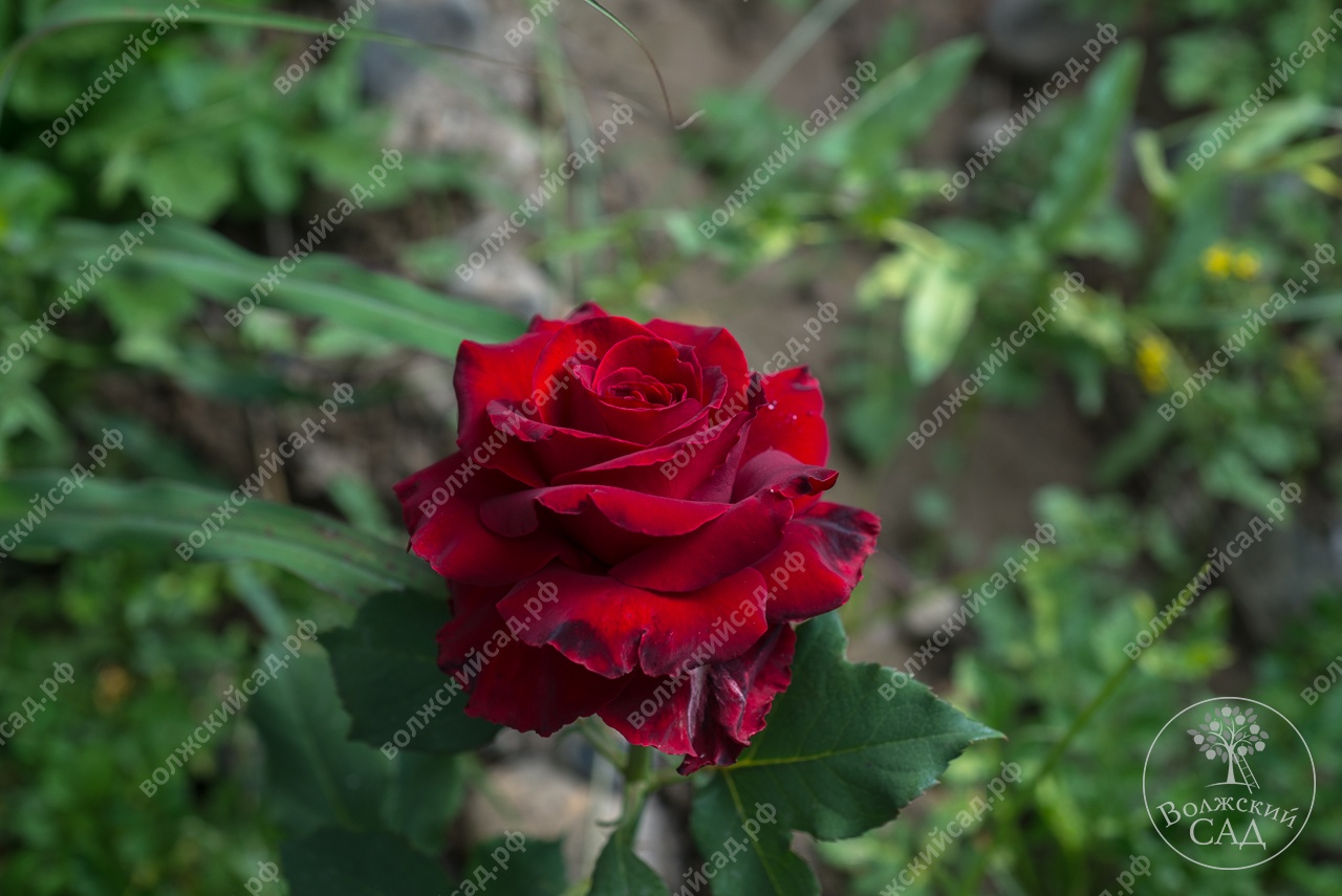 Роза Аттаракта (ч.гибрид, малиновая с бел) вс001-235