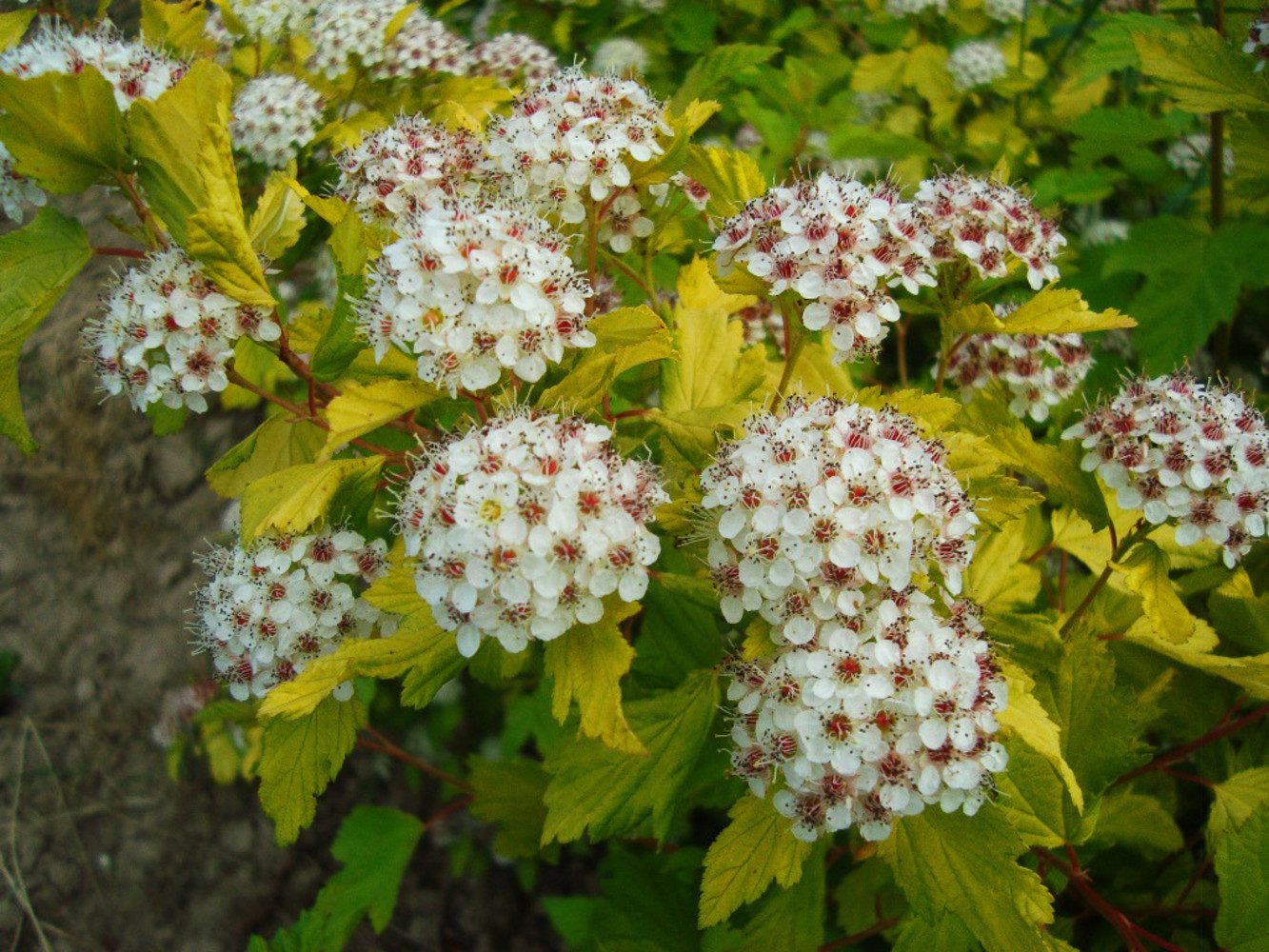 Пузыреплодник калинолистный (Physocarpus opulifolius `luteus`)