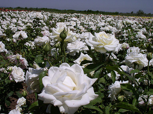 Саженцы белой розы. Сорт розы Вирджиния.