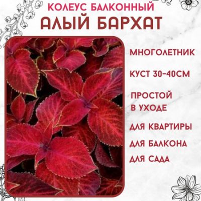 Колеус "Алый Бархат".